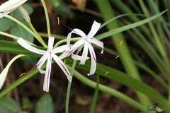 Crinum viviparum